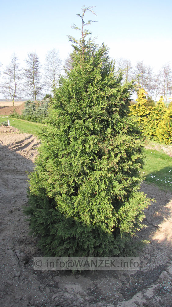 Chamaecyparis lawsoniana Robusta - 2,5m.JPG